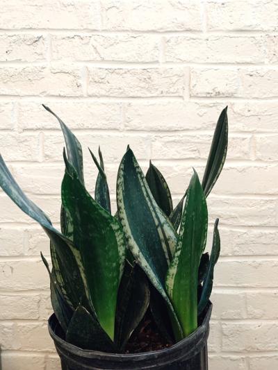 Dennis' 7 Dees - Sansevieria Whitney 10"