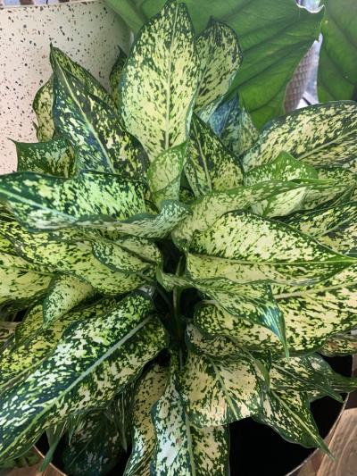 aloe vera plant mask Beauty Creations Aloe Vera Moisturizing Face Mask  Blissible