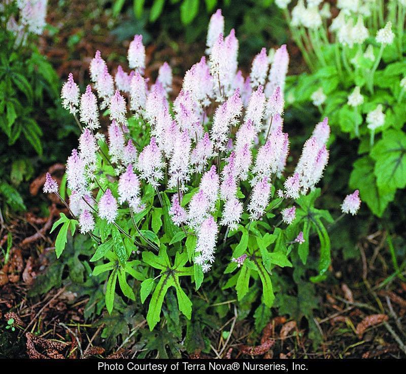 Dennis' 7 Dees - Tiarella Sugar & Spice Qt