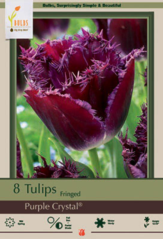 Dennis' 7 Dees - Tulip Bulb Fringed ‘Purple Crystal’ 7 Pack