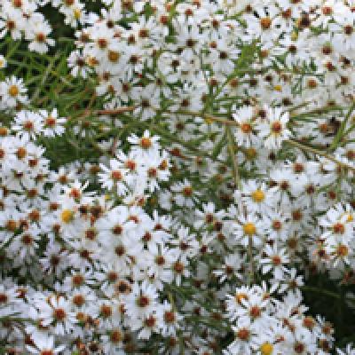 ASTER CAPE COD QT