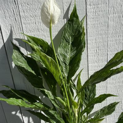 SPATHIPHYLLUM DOMINO 8"
