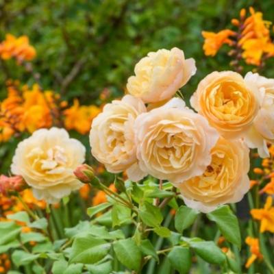 ROSE ROALD DAHL APRICOT