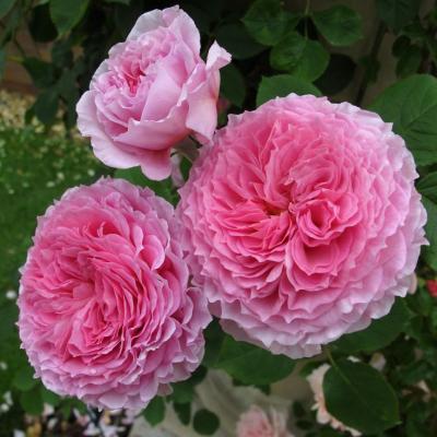 ROSE JAMES GALWAY PINK