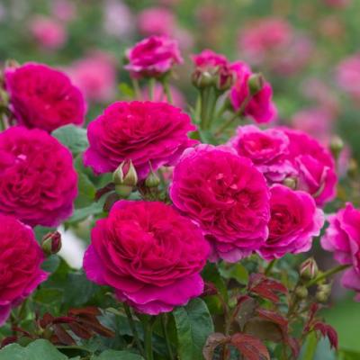 ROSE GABRIEL OAK DEEP PINK