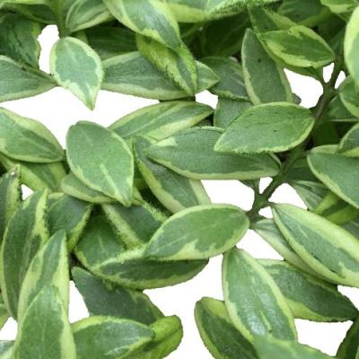 AESCHYNANTHUS BOLERO BICOLORE 4"