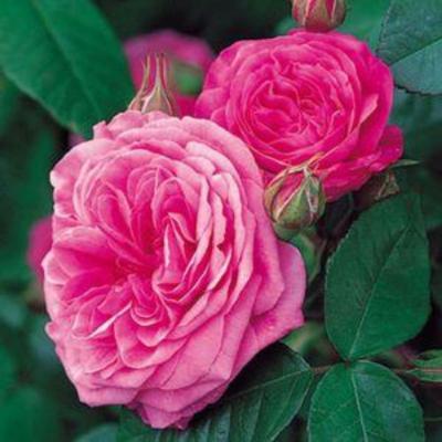 ROSE GERTRUDE JEKYLL