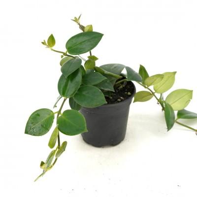 AESCHYNANTHUS MONA LISA 6" HB