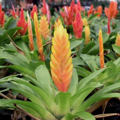 BROMELIAD VRIESEA ASSORTED 4"