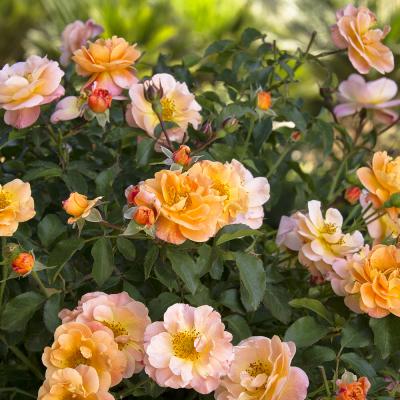 ROSE FLOWER CARPET PATIO TREE AMBER 5-GAL