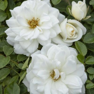 ROSE GRACE N' GRIT WHITE PATIO TREE 5-GAL