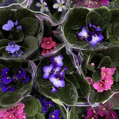 AFRICAN VIOLET 4"