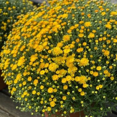 MUM YELLOW 8"