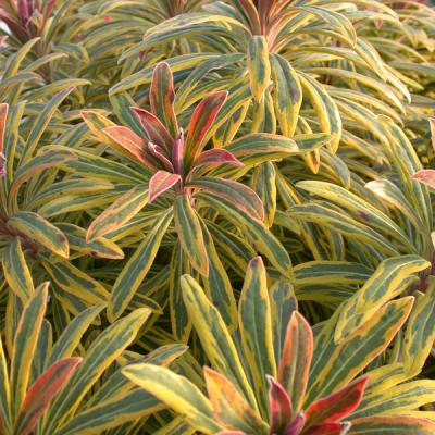 EUPHORBIA ASCOT RAINBOW QT