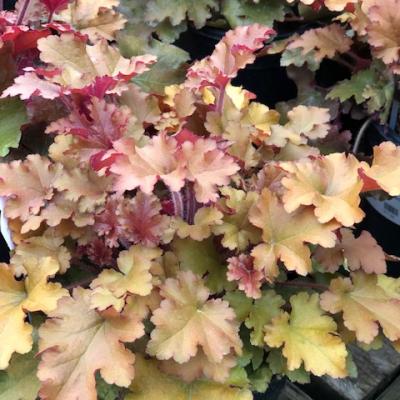 HEUCHERA MARMALADE 1-GAL