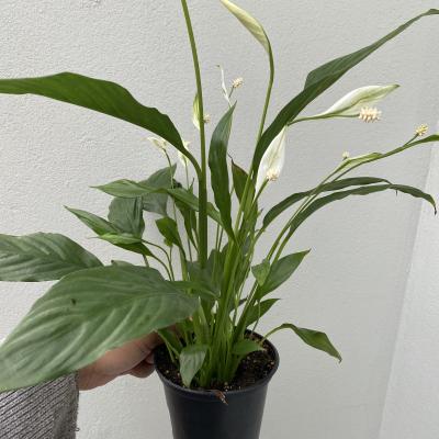 SPATHIPHYLLUM ASSORTED 4"