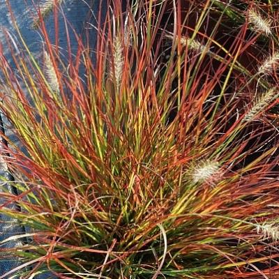 PENNISETUM BURGUNDY BUNNY 1-GAL
