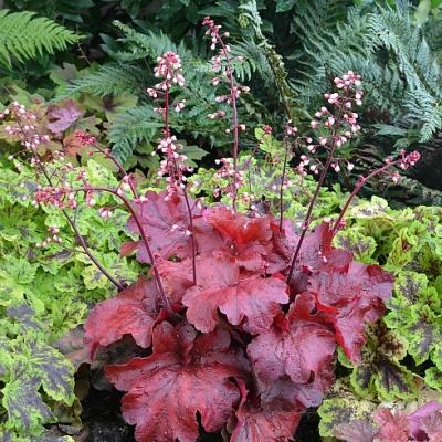 HEUCHERA FIRE ALARM QT