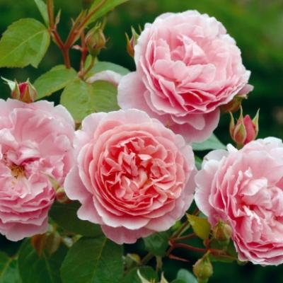 ROSE STRAWBERRY HILL MID PINK