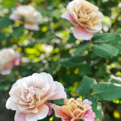 ROSE DISTANT DRUMS DUSTY LAVENDER