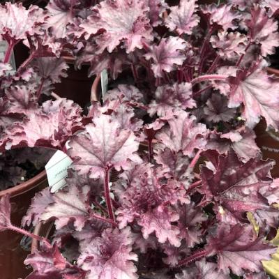 HEUCHERA FOREVER PURPLE QT