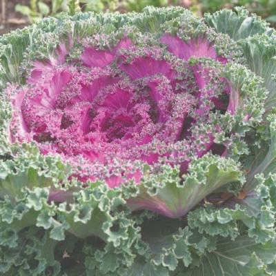 ORN KALE / CABBAGE KAMOME RED 1-GAL