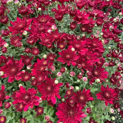 MUM RED 1-GAL