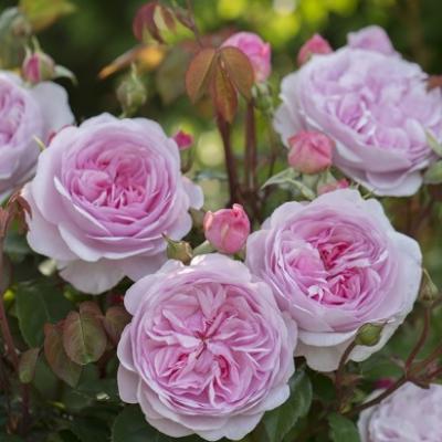 ROSE OLIVIA ROSE AUSTIN