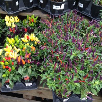 ORNAMENTAL PEPPER ASSORT 4"