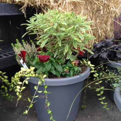 SEASONAL PLANTER DROP IN SM 12"