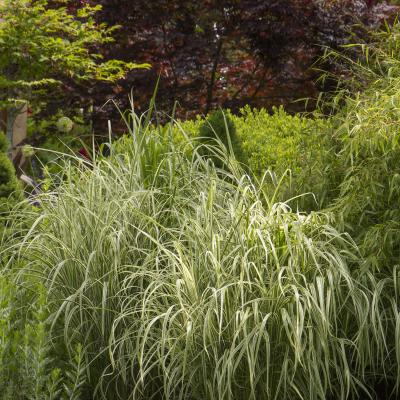 MISCANTHUS CABARET 1-GAL