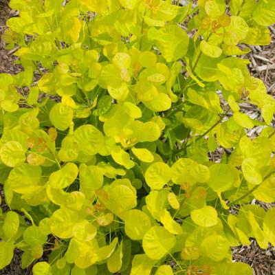 COTINUS GOLDEN SPIRIT 2-GAL