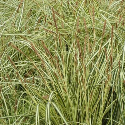 CAREX EVERGOLD 1-GAL