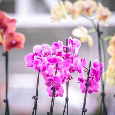 ORCHID PHALAENOPSIS ASSORTED 2"