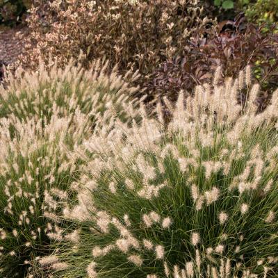 PENNISETUM LITTLE BUNNY 1-GAL