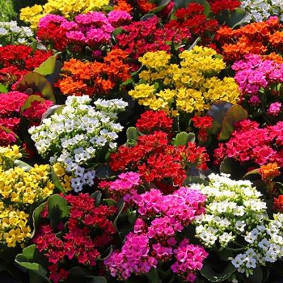 KALANCHOE ASSORTED 6"