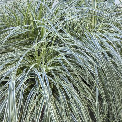 CAREX FEATHER FALLS QT