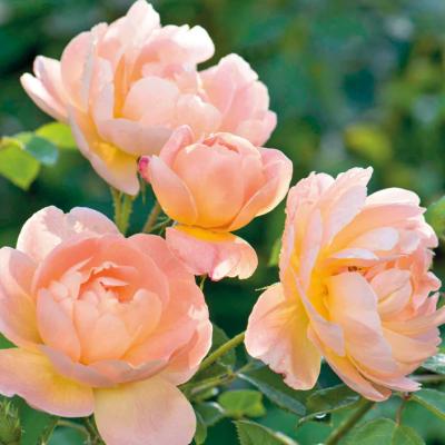 ROSE THE LARK ASCENDING APRICOT
