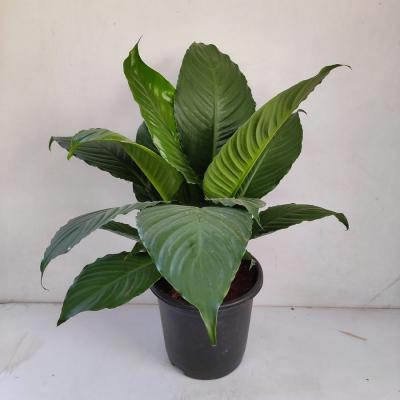 SPATHIPHYLLUM SENSATION 14"