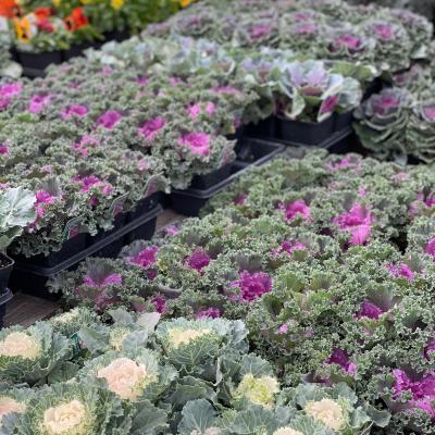 ORN KALE / CABBAGE ASSORT 4"