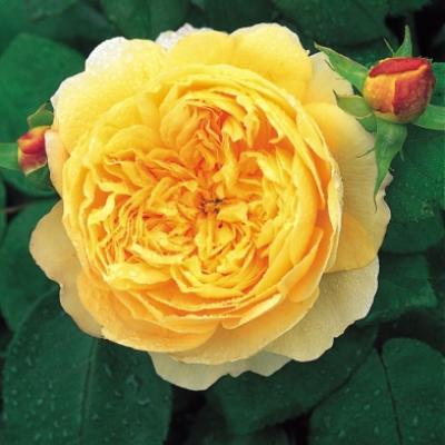 ROSE CHARLES DARWIN GOLDEN YELLOW