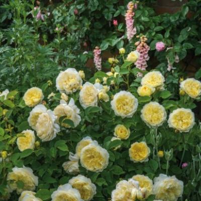 ROSE THE PILGRIM SOFT YELLOW