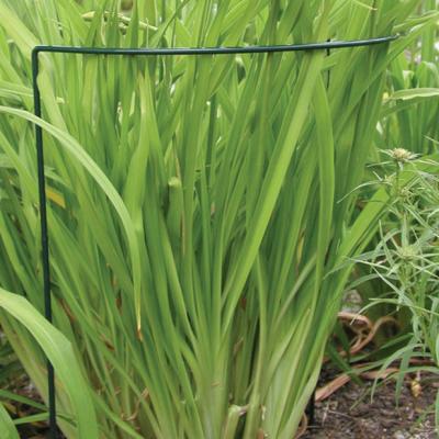 LINK-UPS U-SUPPORT PLANT PROP LUSTER LEAF 12" X 34"