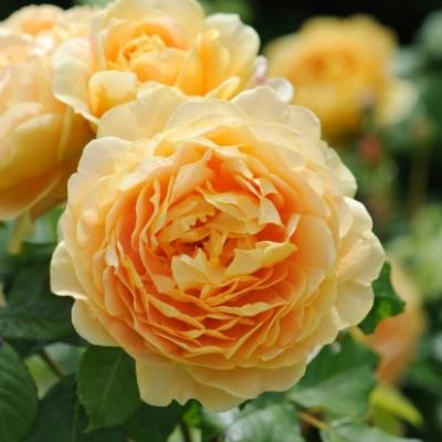 ROSE GOLDEN CELEBRATION RICH YELLOW