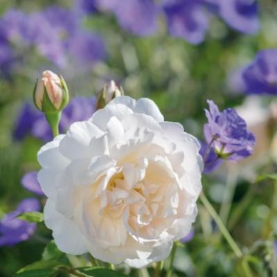 ROSE LICHFIELD ANGEL PEACH/CREAM